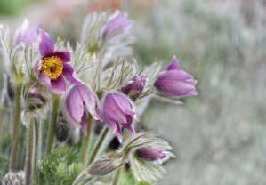 flower nature