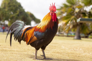 wild animal farm
